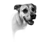 Bailey Sherman - @baileythedog118 - Instagram