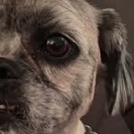 Bailey&Sherman - @bailey.sherman.hevenor - Instagram