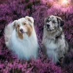 𝗡𝗮𝗱𝗶𝗻𝗲 | 𝗕𝗮𝗶𝗹𝗲𝘆 & 𝗦𝗺𝗼𝗸𝗲𝘆 - @bailey_smokey_and_me - Instagram