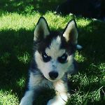 Bailey Solis - @bailey_bossdog - Instagram