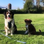 Bailey and Sosa - @bailey.sosa.adventures - Instagram