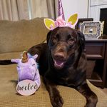 Bailey Mae Speck 🐕🐾🦄🌈☀️💜💕 - @baileymae.chocolateunicorn - Instagram