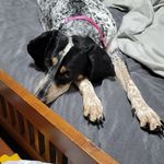 Bailey the Speckled Bluetick - @baileythespeckledbluetick - Instagram