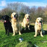 Bailey & Spencer - @thegolden_bailey - Instagram