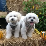 Spencer & Bailey🐾 - @spencer_bailey_21 - Instagram