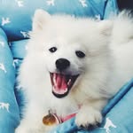 BAILEY ♡ - @baileyspitzz - Instagram