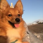 Bailey 💙🐾 - @baileyspitz18 - Instagram