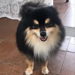 Bailey  🐶 - @bailey_spitzz - Instagram