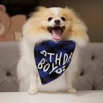 Bailey - @_bailey.spitz - Instagram