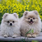 Bailey & Stacy - @two.little.poms - Instagram