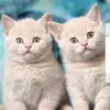 baileystclair732 - @baileyandaaliyah - TikTok