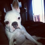 bailey - @bailey_steadman2017 - Instagram