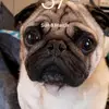 baileysteadman - @vibez.bailey - TikTok
