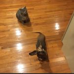 Bailey & Gracie Steelman - @_bailey_and_gracie_steelman_ - Instagram