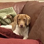 Bailey Stiles - @bailey.beagle.stiles - Instagram