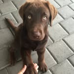 Bailey Stiles 🐶 - @bailey_the_choc_lab - Instagram