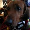 baileyboobearstonema - @bailey..boobear_stoneman - TikTok