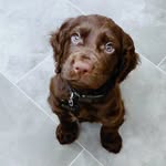 Bailey - @baileystrainingjourney - Instagram
