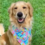 Bailey Suarez - @bailey___the___golden - Instagram