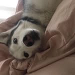 Bailey Sue Courtney🐶 - @baileythehusky11 - Instagram