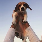 Ms. Bailey Sue Roo 🎀🌻 - @baileysue_thepuggle - Instagram