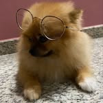 Bailey 🐶 - @baileytanthepomeranian - Instagram