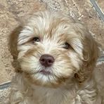 Bailey Vincelette-Thayer - Facebook