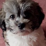 Bailey Rose Dianne Thibodeau🐶 - @bailey.thibodeau - Instagram