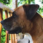 Bailey Bob Thornton - Facebook