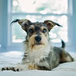 Bailey Thornton - @pawparazzi_bybaileythornton - Instagram
