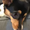 baileyanntichenor - @corgi_nation - TikTok