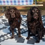 Bailey and Bentley Till - @baileynbentleyboykins - Instagram