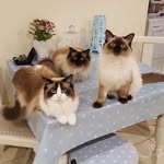 BAILEY.TILLY.FINLEY - @bailey.tilly.finley.ragdolls - Instagram