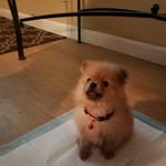 Bailey Tolbert - @lil_bear_pom - Instagram