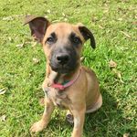 Bailey 🐶 - @baileytotherescue - Instagram