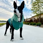 Bailey - @bailey.to.the.rescue - Instagram