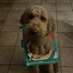 BAILEY - @baileytothegoldendoodle - Instagram
