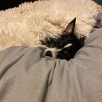 Bailey - @baileytotherescue_ - Instagram