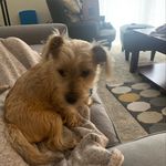 @bailey_totherescue - Instagram