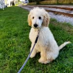 @realbaileytrainorpoodle - Instagram