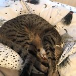 Bailey - @bailey_trotter1 - Instagram