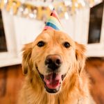 Bailey the Golden Retriever - @baileytrotter17 - Instagram