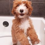 Bailey Trotter - @baileybearthecockapoo - Instagram