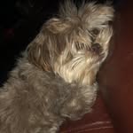 Bailey Trujillo - @shihpoo.bailey - Instagram