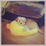 Bailey - @bailey_tsang - Instagram