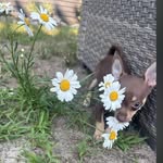Bailey 💎 Valentina 🐾the Chihuahua - @bailey_valentina_the_chihuahua - Instagram