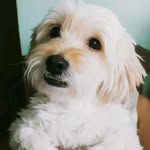 Bailey Valentino 🐶 - @bailey.valentino.bt - Instagram