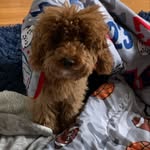 Bailey Valentino 🐾 - @bailey_valentino - Instagram