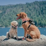 Mila & Bailey Vargas - @beats.by.mila.and.bailey - Instagram