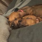 Bailey and Vega - @baileyandvega - Instagram